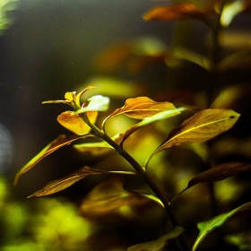 Ludwigia Repens Mesakana en aquarium