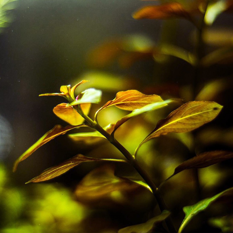 Ludwigia Repens Mesakana - vacker akvarieväxt