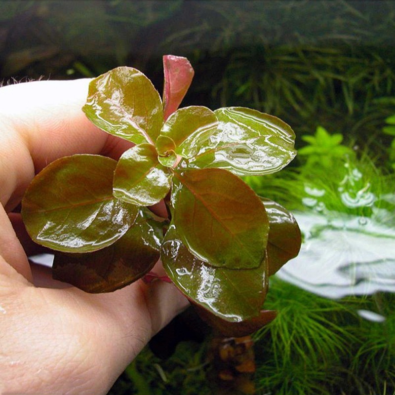 Ludwigia Repens Mesakana augalas