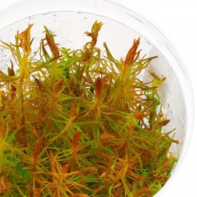 Rotala Vietnam - Planta acuática en taza