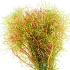 Eco Plant - Rotala Vietnam - InVitro duży kubek