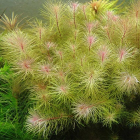 Rotala Vietnam - Planta acuática en taza