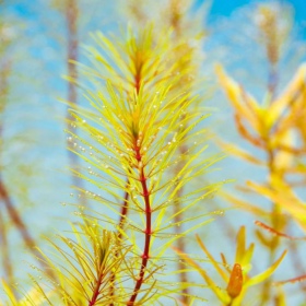 Rotala Vietnam - malý pohár