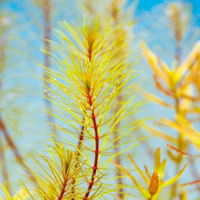 Rotala Vietnam - malý pohár