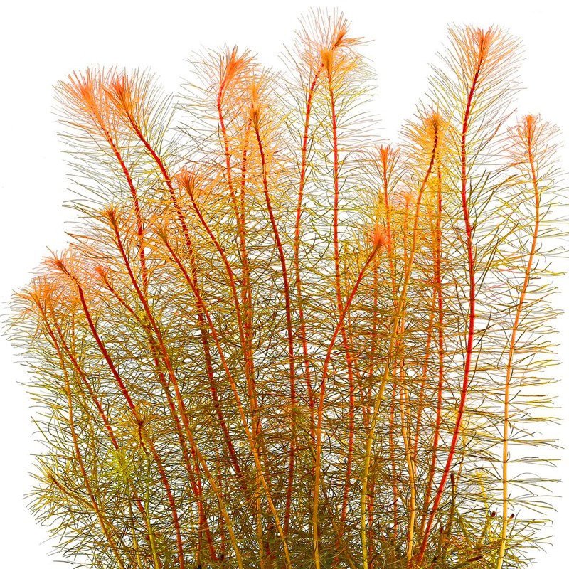 Eco Plant Rotala Vietnam - InVitro