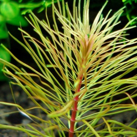 Eco Plant - Rotala Vietnam en petit pot