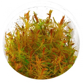 Rotala Vietnam - Planta acuática en taza