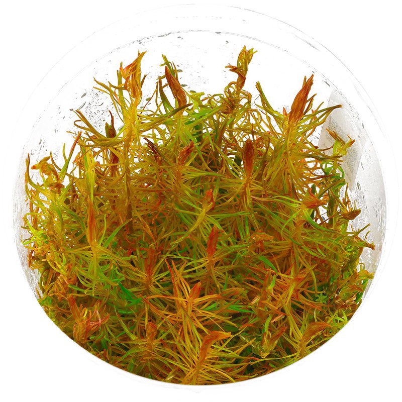 Eco Plant - Rotala Vietnam - InVitro duży kubek