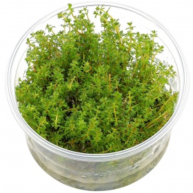 Myriophyllum Aquaticum v malom pohári