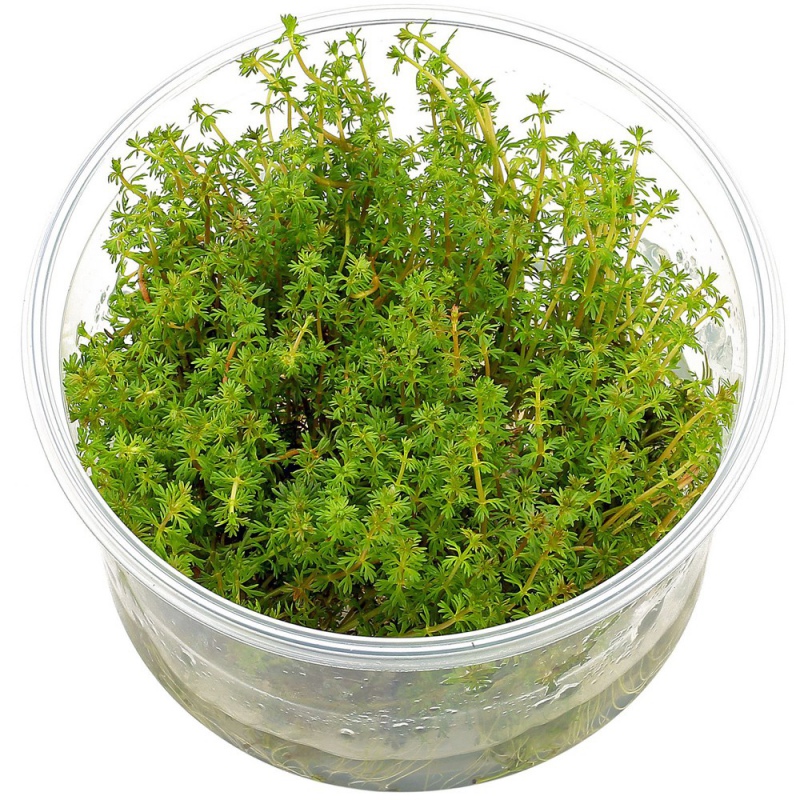 Myriophyllum Aquaticum in vitro