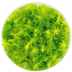 Myriophyllum Aquaticum in een kleine beker