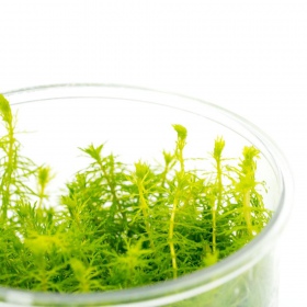 Myriophyllum Aquaticum en pot invitro