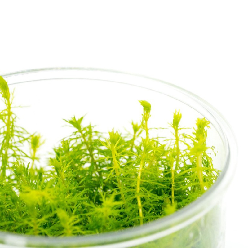 Myriophyllum Aquaticum in vitro