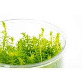 Myriophyllum Aquaticum in vitro