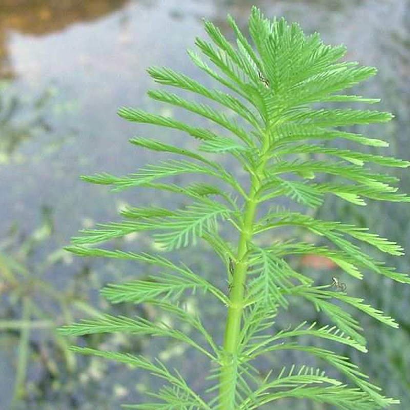 Myriophyllum Aquaticum v malom pohári