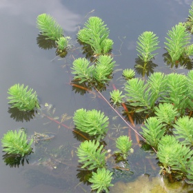 Myriophyllum Aquaticum en pot invitro