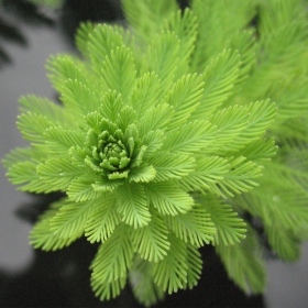 Myriophyllum Aquaticum v malom pohári