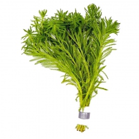 Myriophyllum Aquaticum en pot invitro