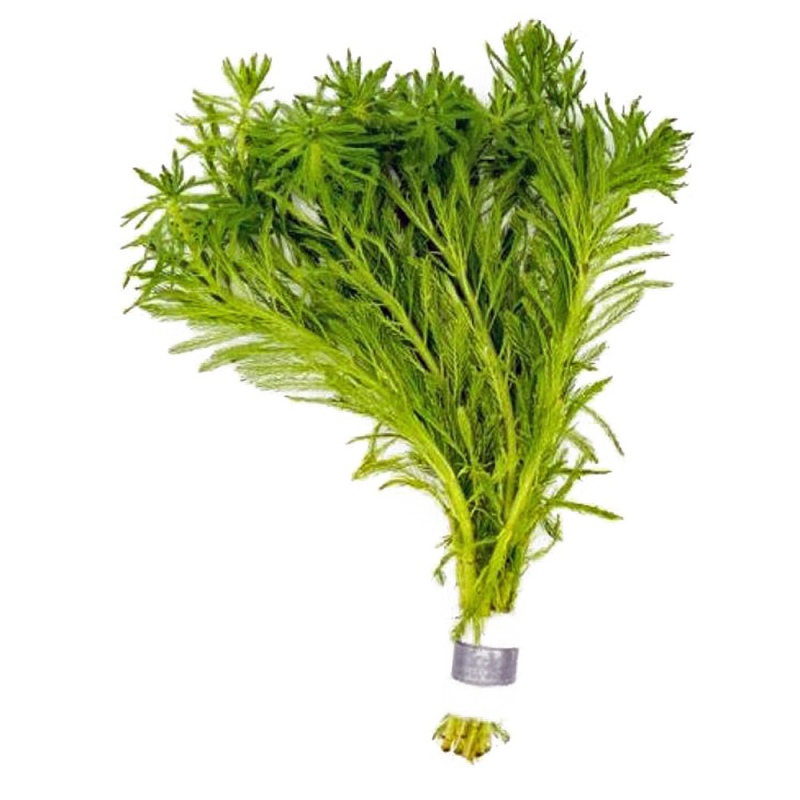 Myriophyllum Aquaticum - Invitro