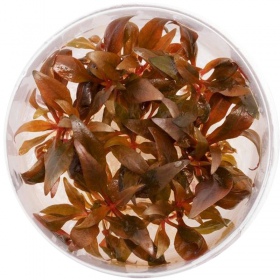 Alternanthera Reineckii Mini - Niedrige Pflegepflanze