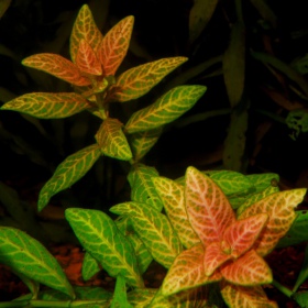 Rostlina Hygrophila Polysperma Sunset