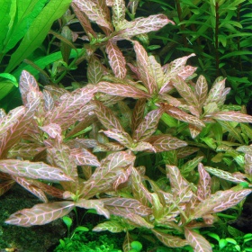 Hygrophila polysperma Sunset - Pflegeleicht für Aquarien