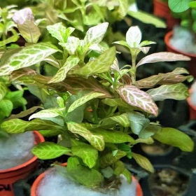 Eco Plant - Hygrophila Polysperma Sunset - InVitro duży kubek