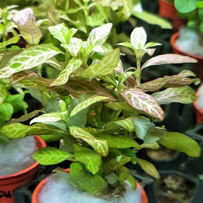 Hygrophila Polysperma naplemente pohár