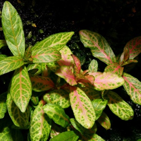 Hygrophila Polysperma Sunset taimest