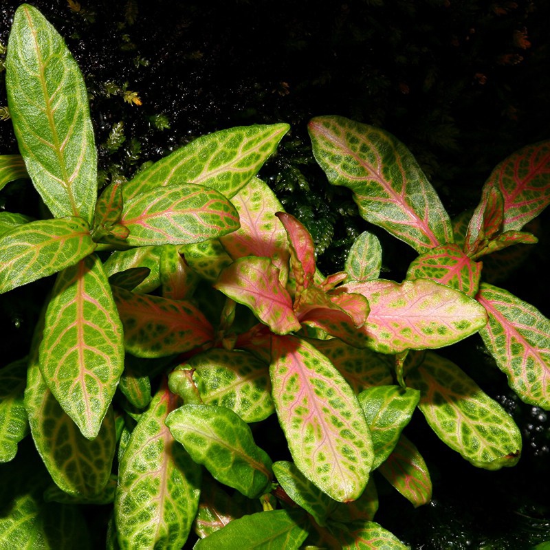 Hygrophila Polysperma naplemente pohár