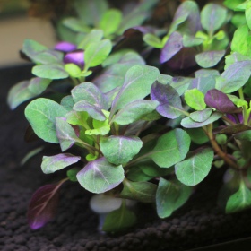 Lobelia Cardinalis augalas mažame puodelyje