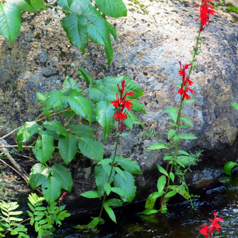 Lobelia Cardinalis en mini vaso