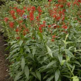 Lobelia Cardinalis augalas mažame puodelyje