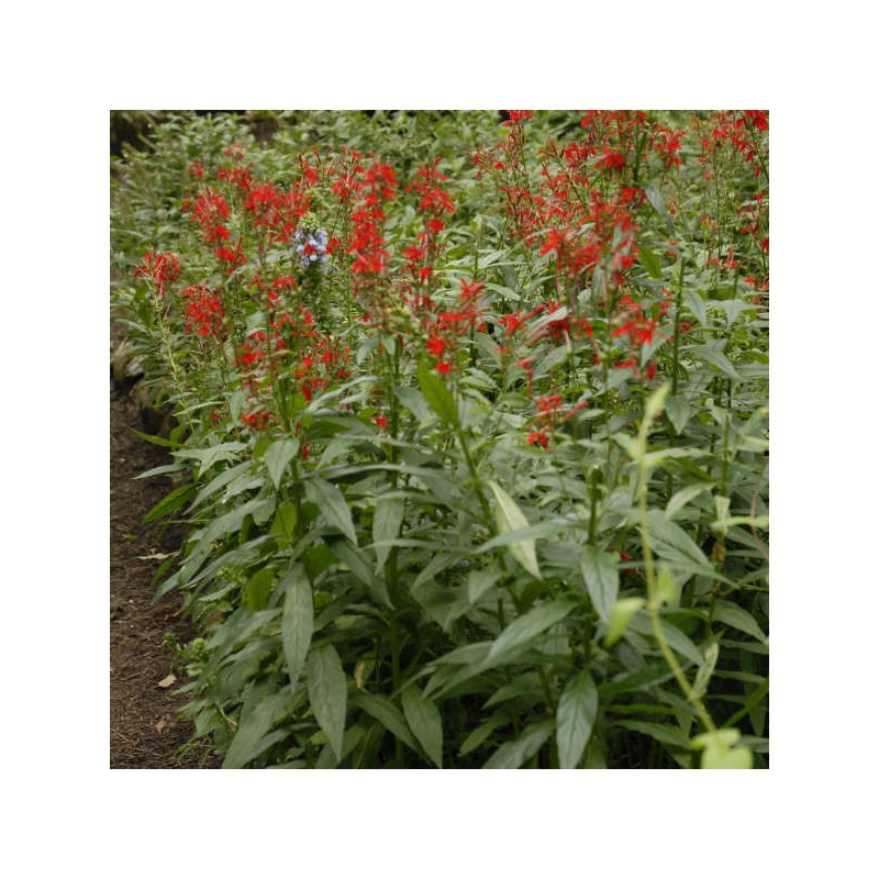 Lobelia Cardinalis augalas mažame puodelyje