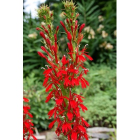 Lobelia Cardinalis augalas mažame puodelyje