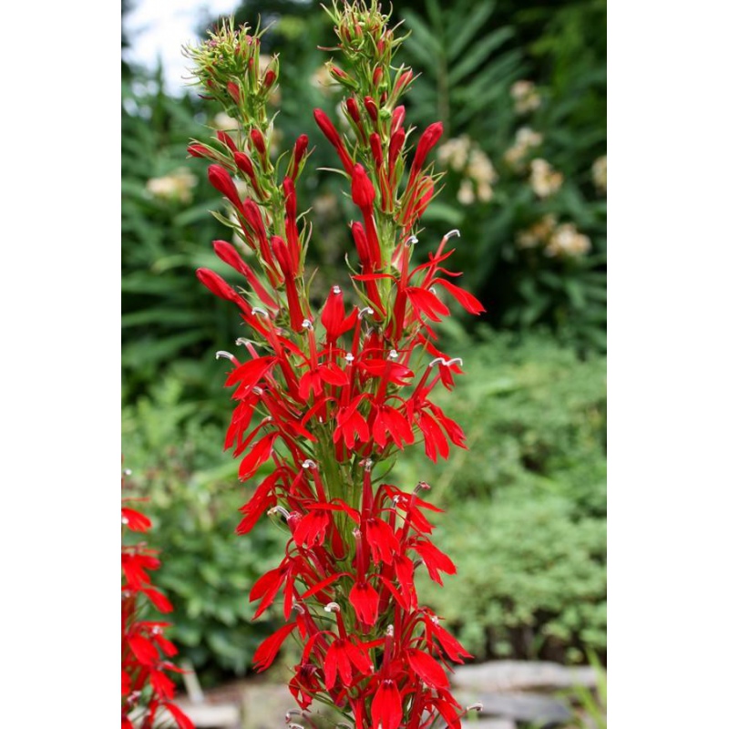 Lobelia Cardinalis en mini vaso