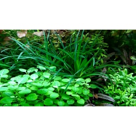 Lobelia Cardinalis - Eco Plant em Vitro