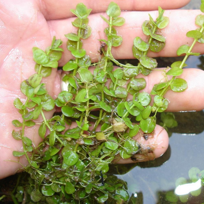 Planta Invitro Micranthemum Umbrosum