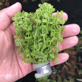 Växt Invitro kopp mini - Micranthemum Umbrosum