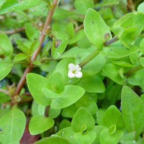 Micranthemum Umbrosum akvaariumitaim