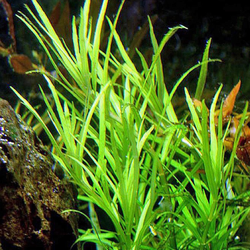 Pogostemon Yatabeanus en vaso in vitro