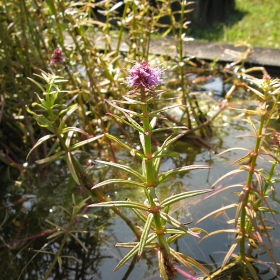 Pogostemon Yatabeanus v malom pohári