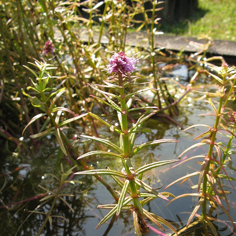 Pogostemon Yatabeanus v malom pohári