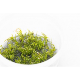 Rotala Macandra sp.Pearl em cultivo