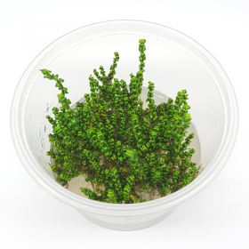 Rotala Macandra sp.Pearl em cultivo