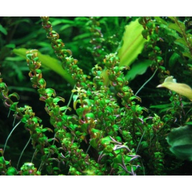 Rotala Macandra sp.Pearl em cultivo