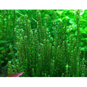 Rotala Macandra sp.Pearl em cultivo