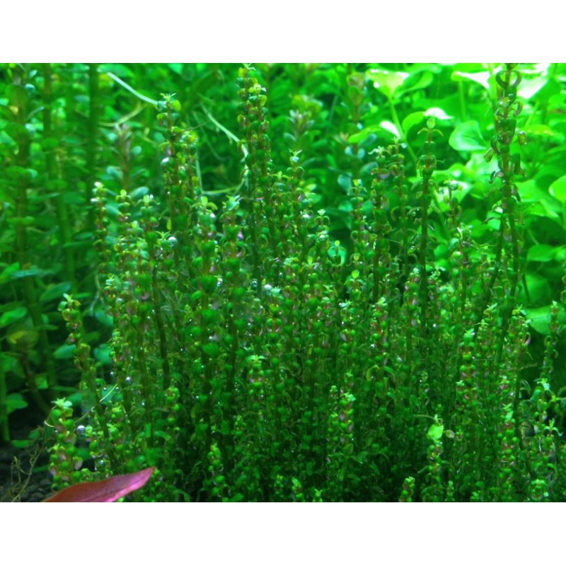 Rotala Macandra sp.Pearl em cultivo