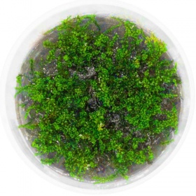 Rotala Macandra sp. Pearl in vitro