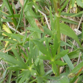 Ranunculus papulentus i liten kopp